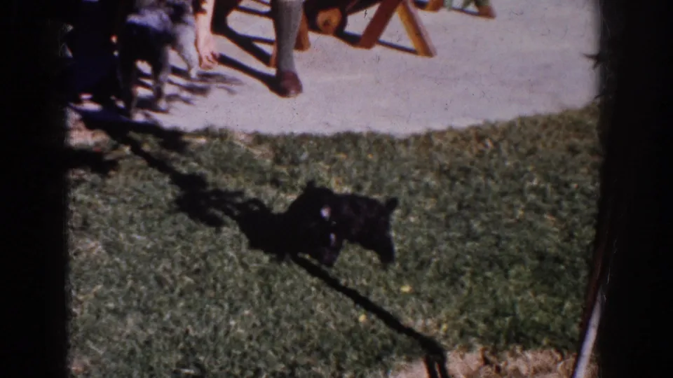 A small black dog plays on the lawn near an adult's lower legs and a wooden chair in the suburban yard.