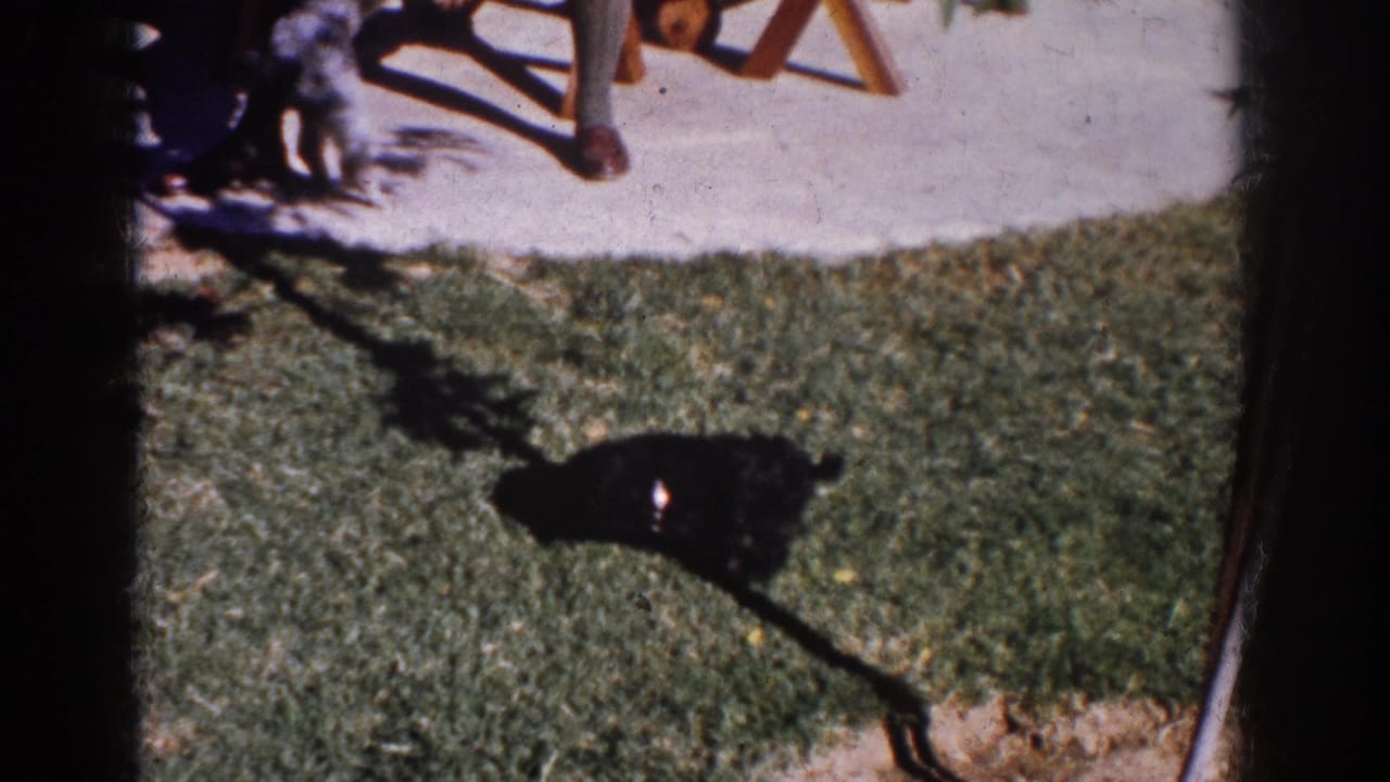 Small black dog crosses a Yorba Linda backyard lawn in 1962, with patio furniture and a person's lower legs partly visible.