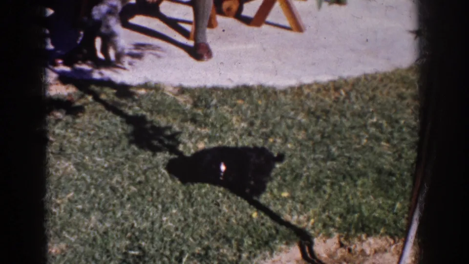 Small black dog crosses a Yorba Linda backyard lawn in 1962, with patio furniture and a person's lower legs partly visible.
