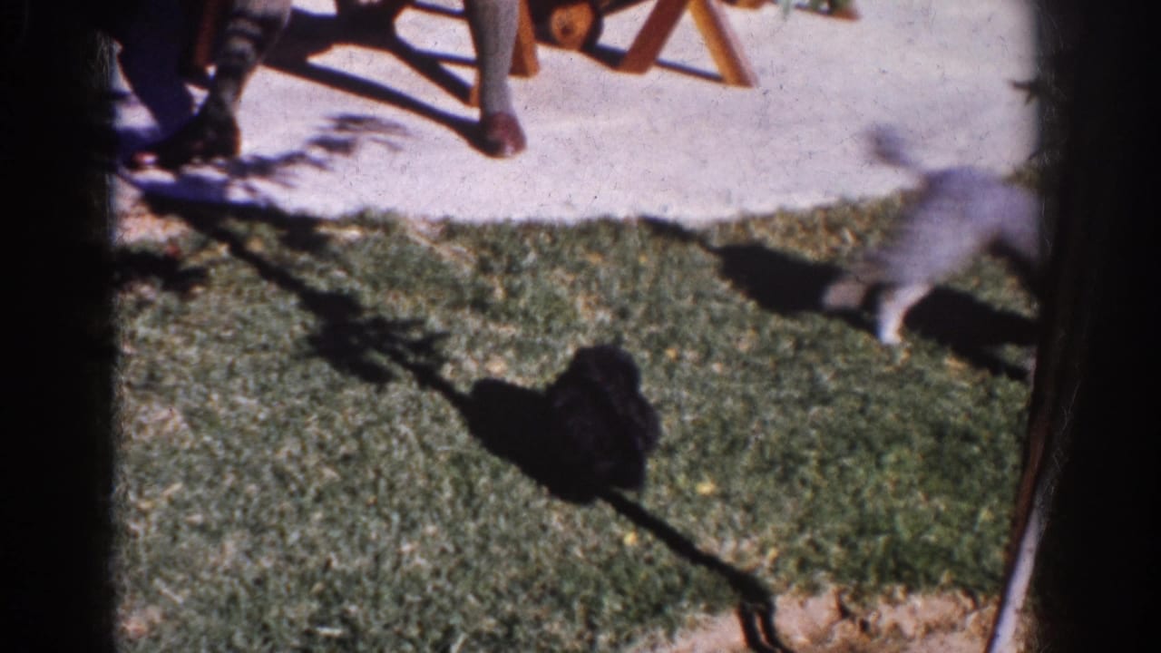 Black dog on grass as a gray poodle enters from the right edge.