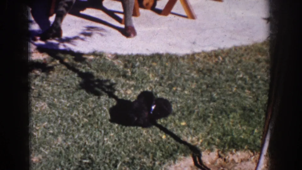 Two small dogs gather on a sunlit backyard lawn in Yorba Linda, with patio furniture and 8mm frame edges visible.