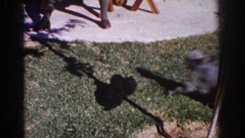 A gray poodle passes a small black dog on the sunlit lawn during a 1962 Yorba Linda backyard home movie.
