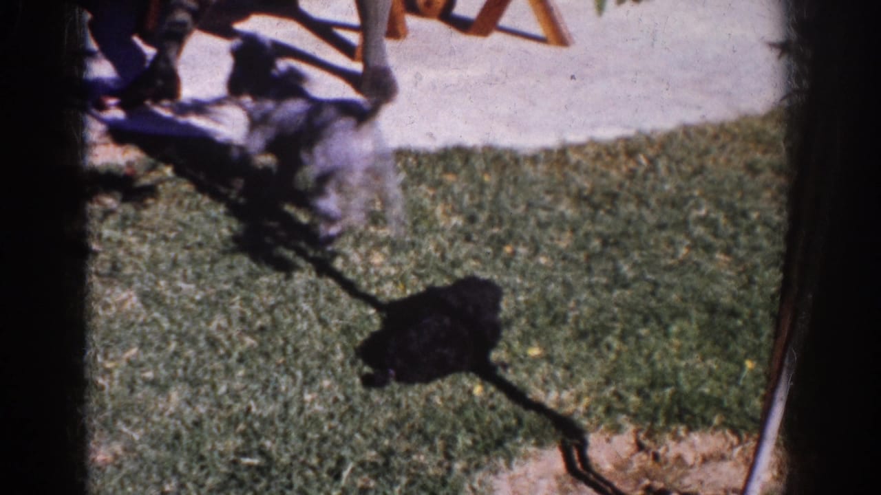 1962 Yorba Linda home-movie frame with small dogs moving from grass toward a concrete patio near seated legs and a wooden chair.