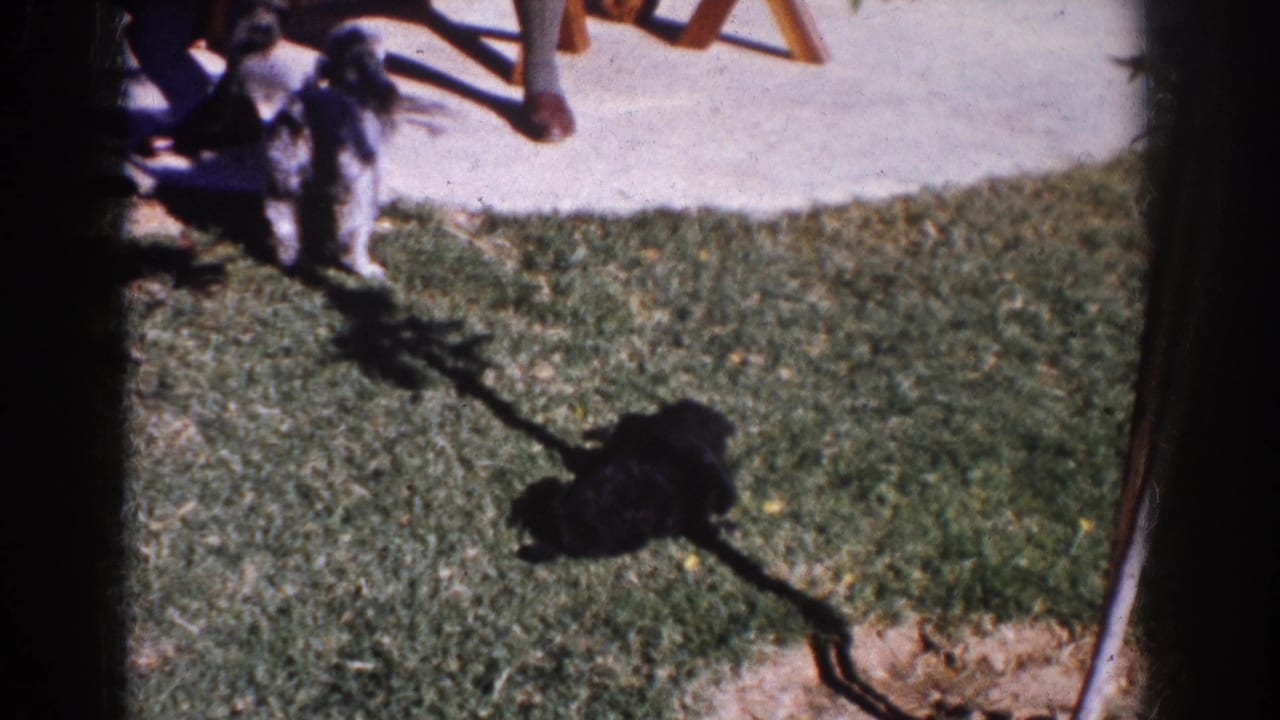 Small dogs on a lawn beside a concrete patio and seated person's legs.
