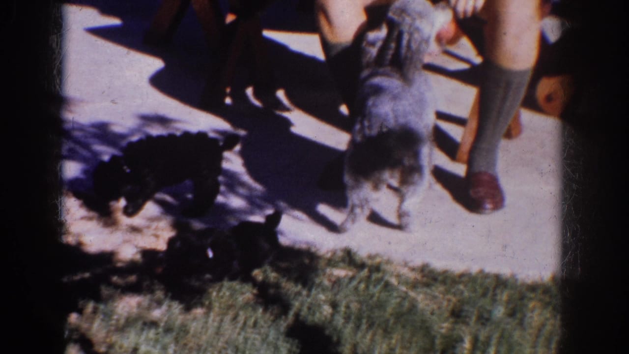 In a 1962 Yorba Linda patio scene, a gray small dog faces the seated woman as a black dog stays near the grass.