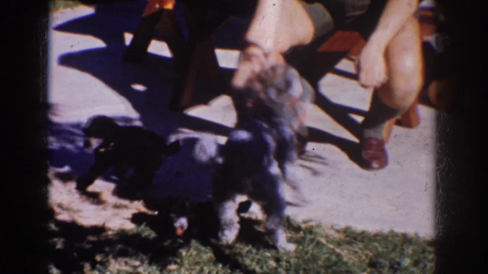 1962 Yorba Linda footage shows a gray dog and black dog playing near a seated woman’s feet beside the grass.