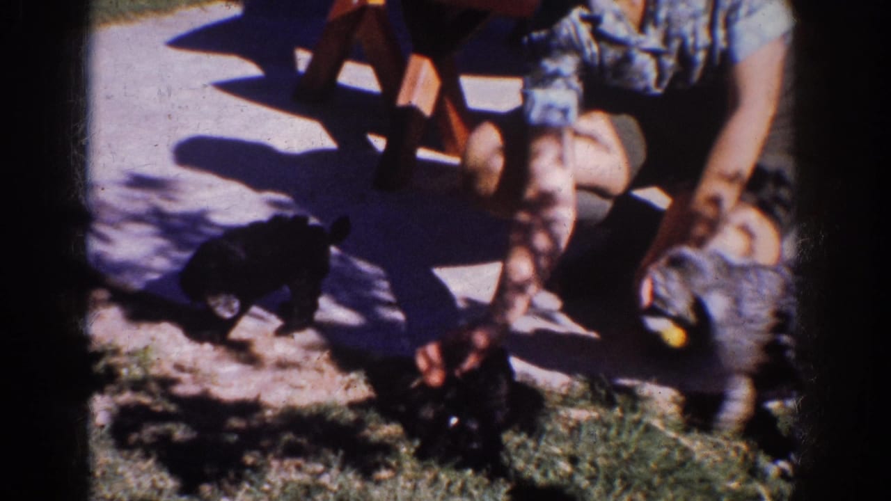 1962 Yorba Linda home-movie frame with a crouching person interacting with a small black dog near grass, sidewalk, and strong shadows.