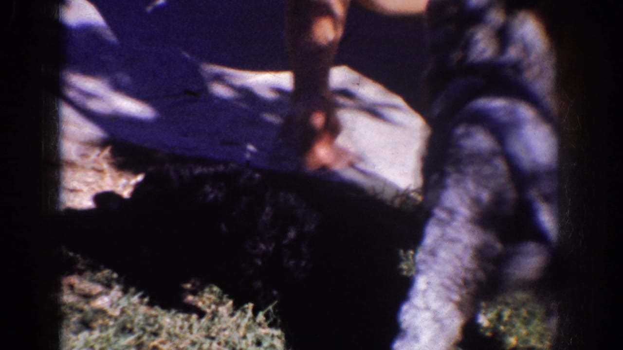 Small black dog partly in shadow on grass beside a person's leg and the pale sidewalk in 1962 Yorba Linda footage.
