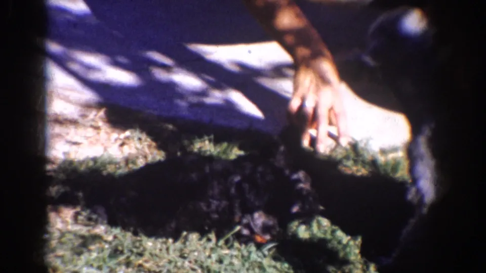 A person's hand reaches toward a small black dog on the grass, with sidewalk, shadows, and soft 8mm focus visible.
