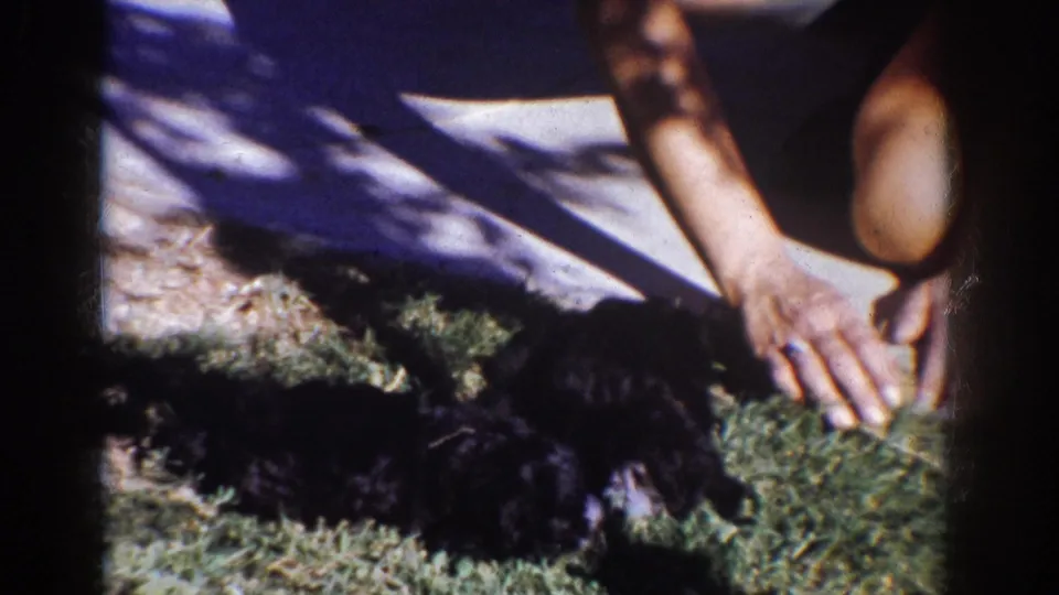 A hand extends toward the small black dog at the edge of the grass and sidewalk, filmed in close handheld 8mm framing.