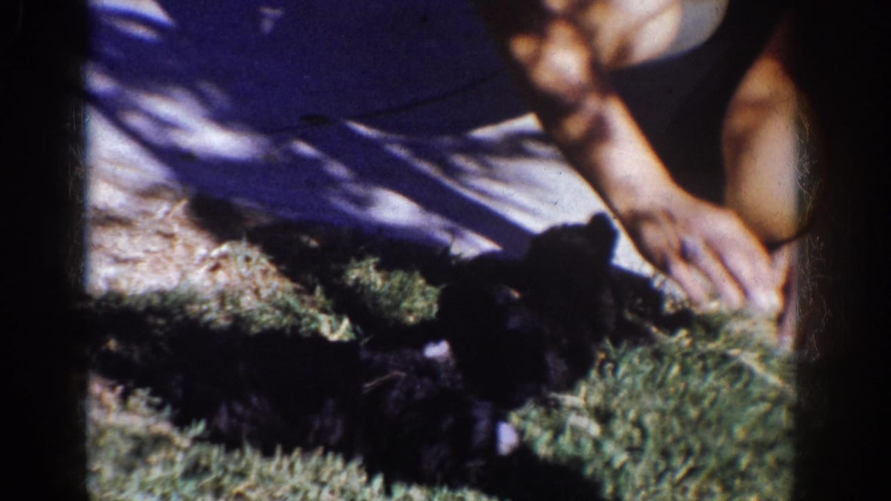 1962 Yorba Linda home-movie frame showing a crouched person petting a small black puppy on a sunlit lawn.