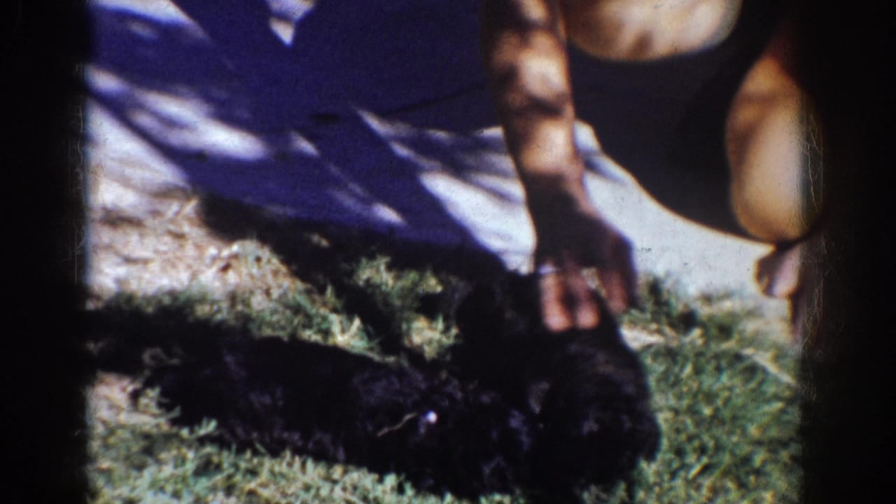 Small black puppy lies on grass while a crouched person lowers a hand nearby.