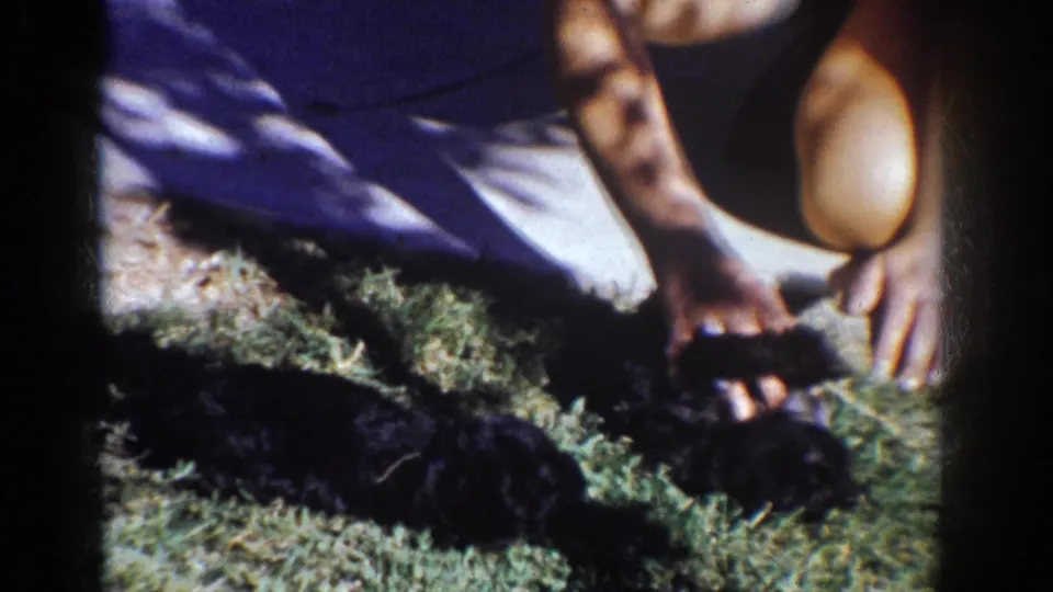 Crouched figure in a dark swimsuit interacts with a small black puppy on a lawn in 1962 Yorba Linda footage.