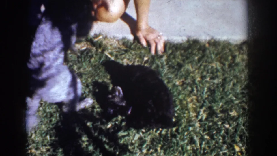 1962 Yorba Linda yard scene with a small black puppy on grass and a partially visible crouching person beside the sidewalk.