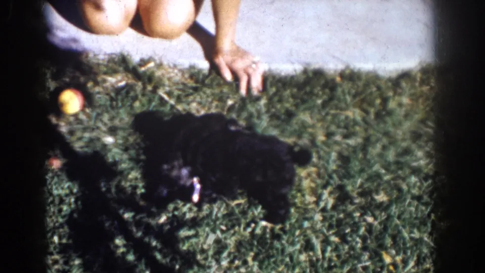 1962 Yorba Linda home-movie frame showing a small black puppy on a lawn near a yellow apple and a crouching person.