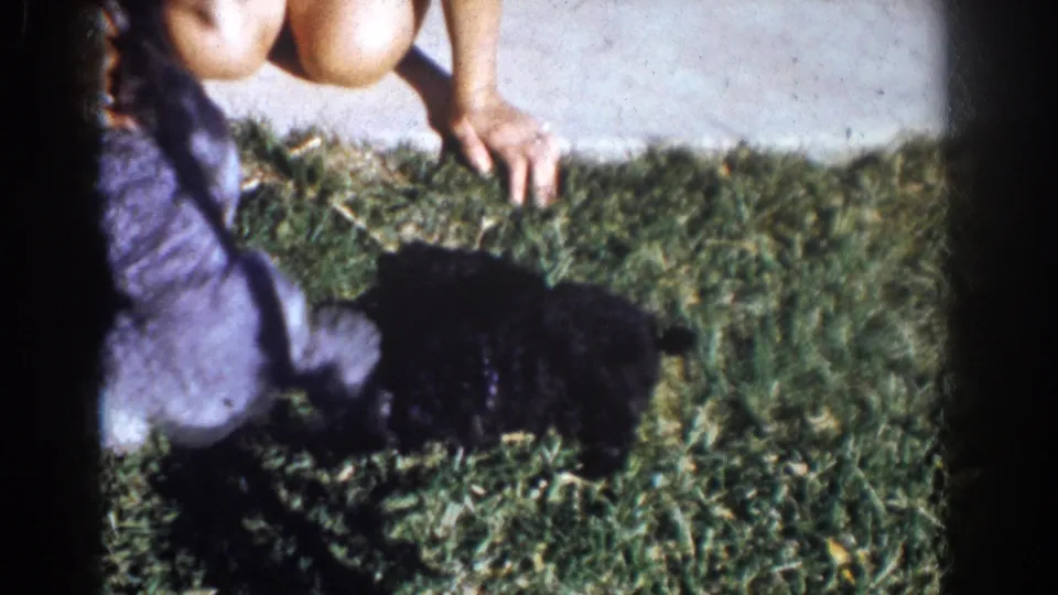 1962 Yorba Linda home-movie frame with a person reaching toward a small black puppy on a sunlit lawn beside a sidewalk.