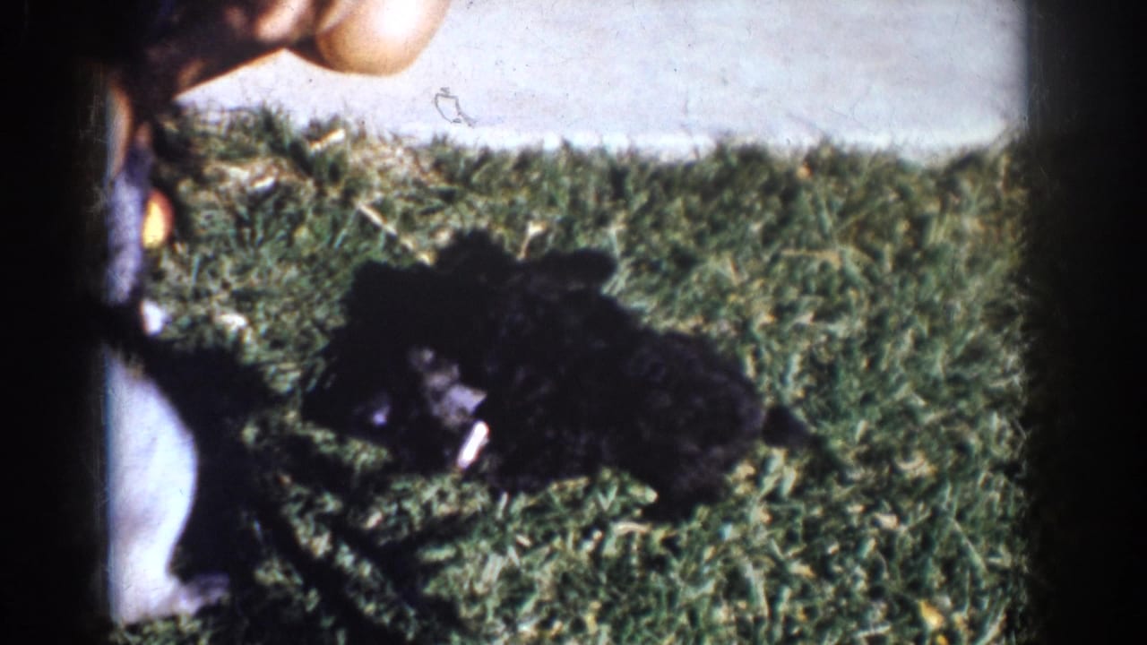 In Yorba Linda, California, 1962 home-movie footage, two small black puppies play on a sunlit lawn beside partial legs and bare feet.