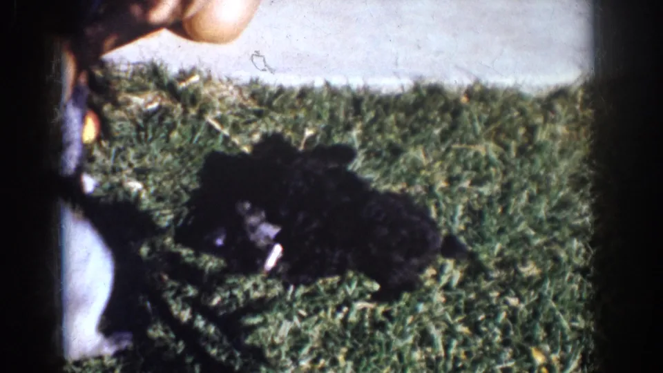 In Yorba Linda, California, 1962 home-movie footage, two small black puppies play on a sunlit lawn beside partial legs and bare feet.