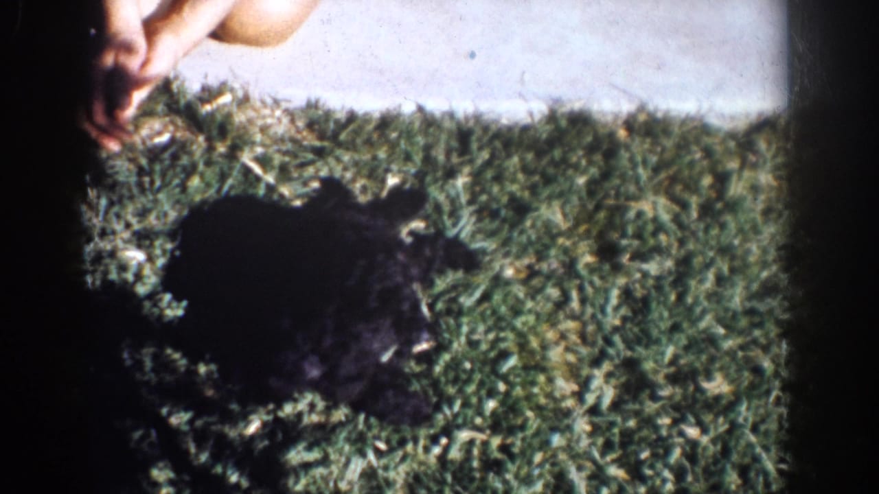 The puppies continue playing on a grassy Yorba Linda lawn, with bare feet partly visible at the edge of the 1962 8mm frame.