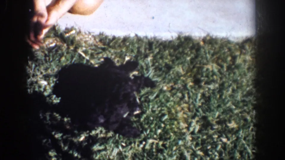 The puppies continue playing on a grassy Yorba Linda lawn, with bare feet partly visible at the edge of the 1962 8mm frame.