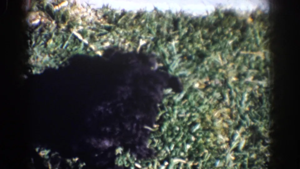 A close, soft 8mm view shows a black puppy low in the frame on the grassy backyard lawn, with another puppy partly visible nearby.
