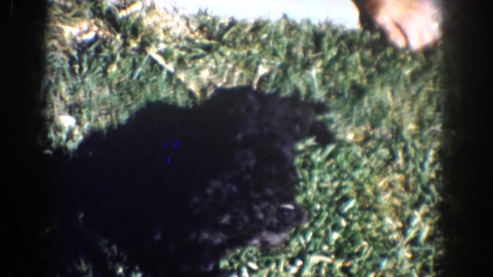 A black puppy rests or crouches on the Yorba Linda lawn as bare feet appear at the edge of the 1962 home-movie frame.