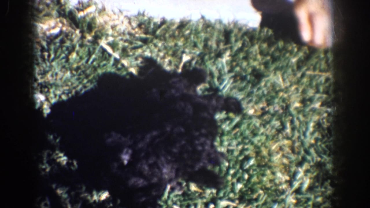 1962 Yorba Linda home-movie frame showing a black puppy on grass near a person's legs and hand.