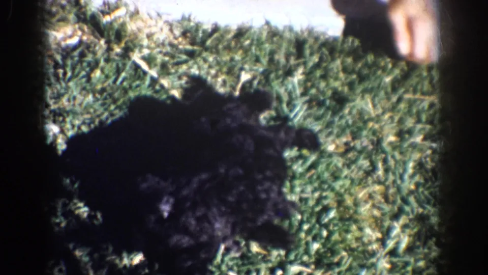 1962 Yorba Linda home-movie frame showing a black puppy on grass near a person's legs and hand.