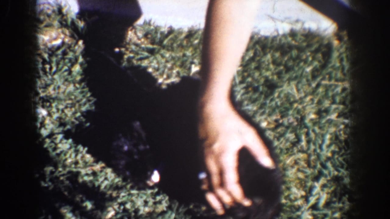 Person's hand reaches toward a black puppy on a grassy lawn.