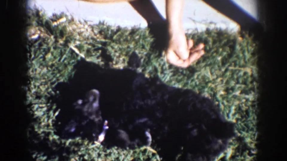 Yorba Linda home-movie frame from 1962 showing a black puppy in grass with a crouching person partly in view.