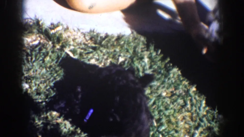1962 Yorba Linda frame showing a close black puppy with a small collar area visible as a person remains nearby.