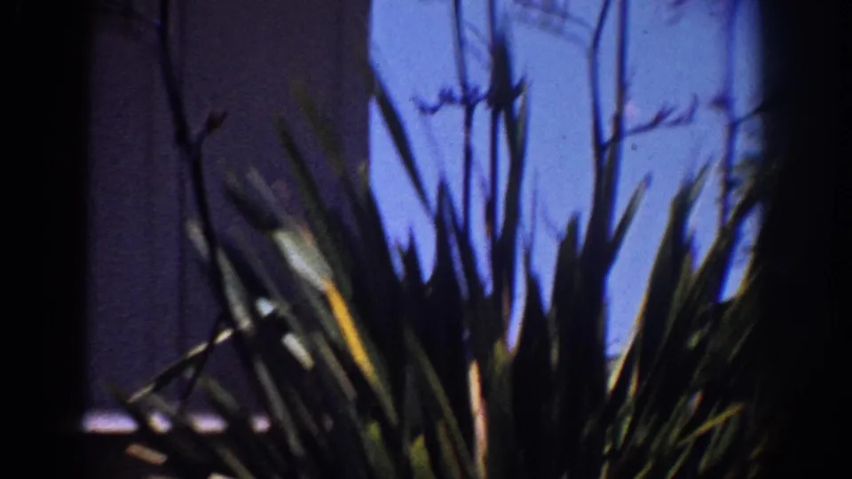 1962 Yorba Linda frame emphasizing spiky garden plants and flower stalks near a blue house wall, with the facade partly cropped.