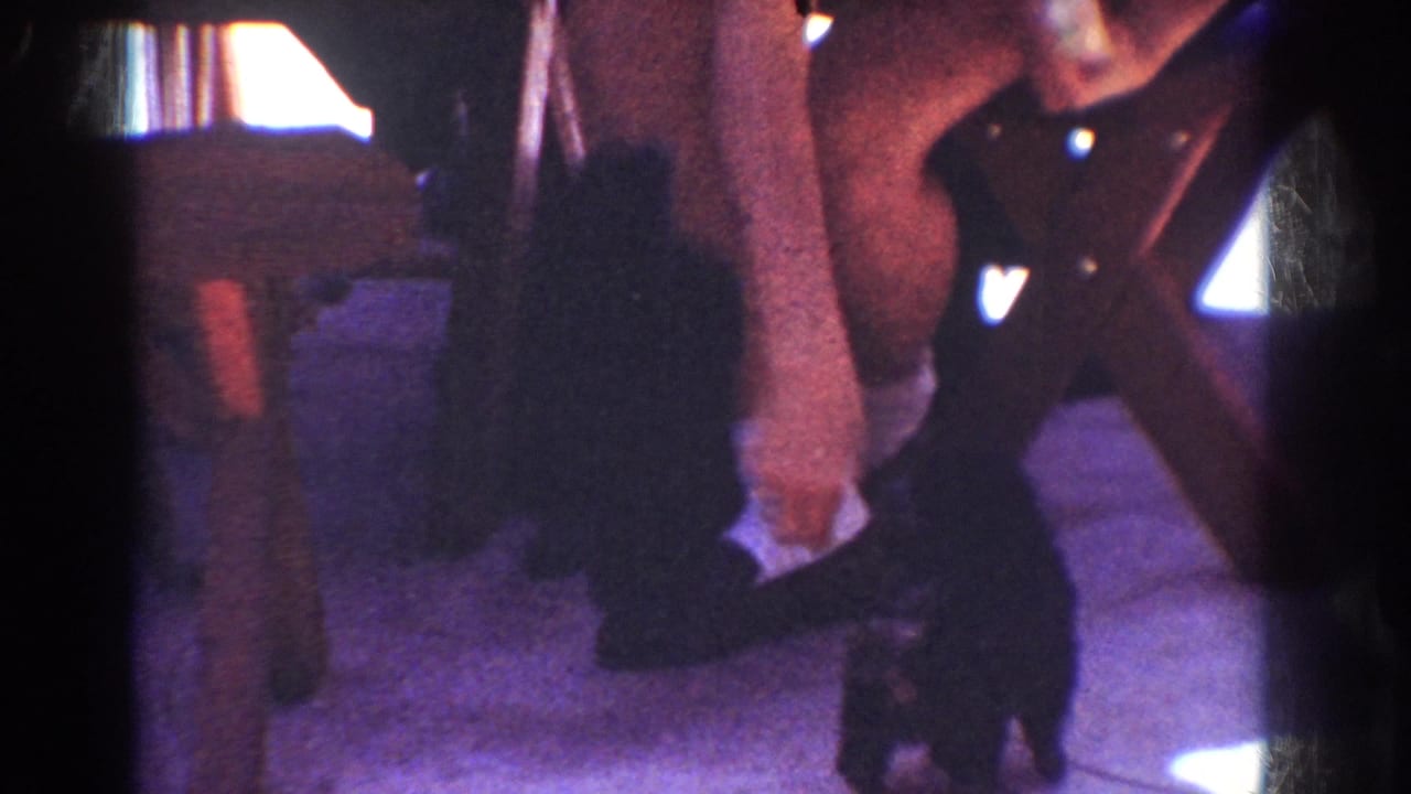 Crouching person reaches toward a small black puppy on a carpeted floor.