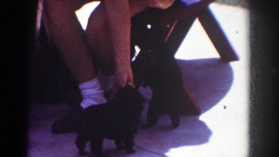 1962 Yorba Linda frame of two small black puppies moving around a crouching person's feet, with strong window light and aged 8mm color shift.