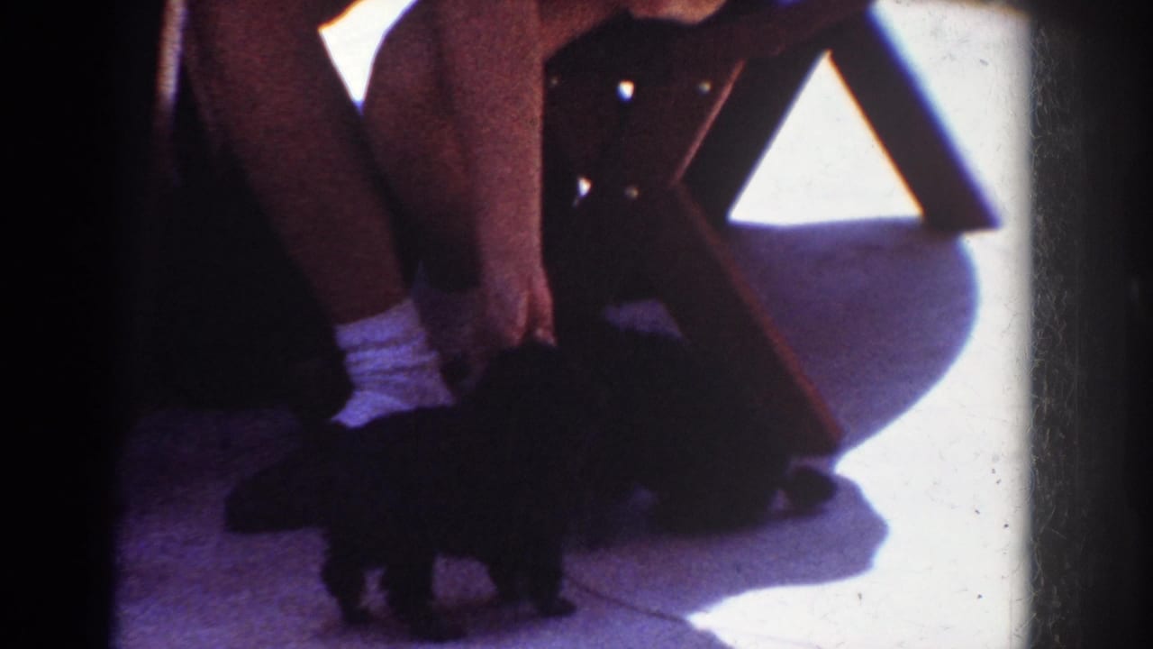 1962 Yorba Linda home-movie frame showing a person in shorts and white socks bending toward small black puppies near a folding chair in hard sunlight.