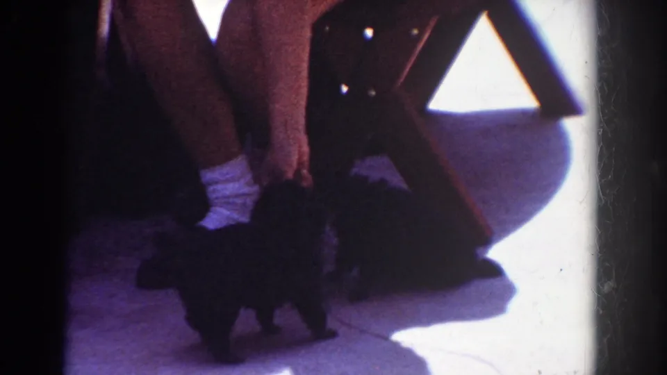 1962 Yorba Linda porch scene with small black puppies clustered near a person's legs, white socks, and a folding chair under strong sunlight.