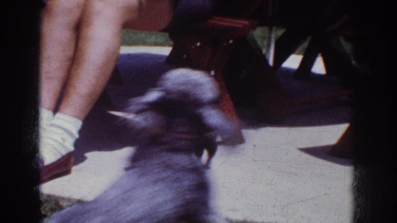 A small gray, curly-haired dog moves around a sunlit bench and the legs of a seated adult in the Yorba Linda home-movie scene.