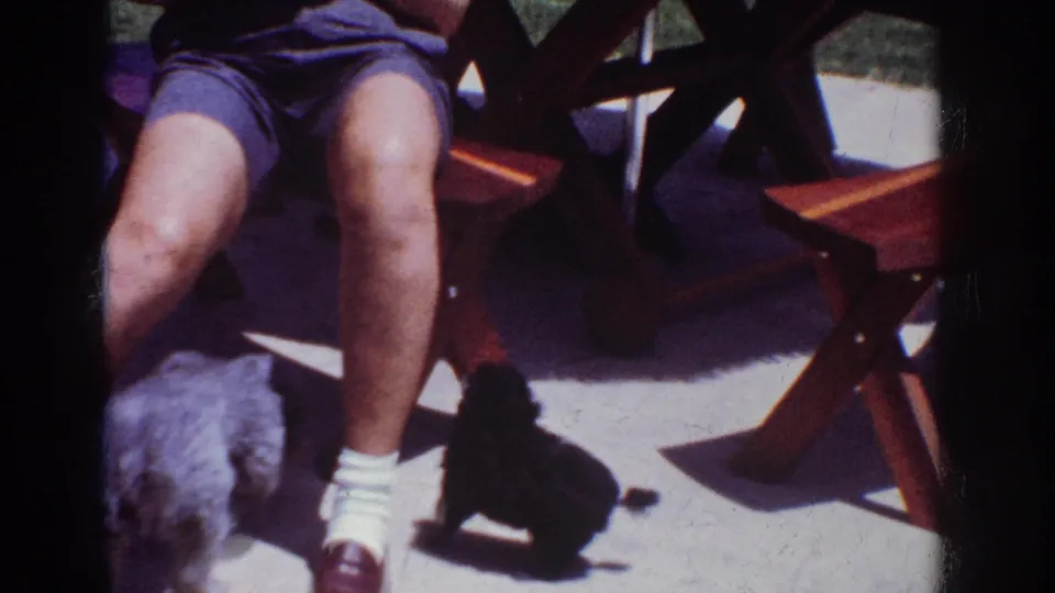 The frame shows two small dogs near the seated adult's legs, with wooden patio furniture and bright concrete paving in the yard.