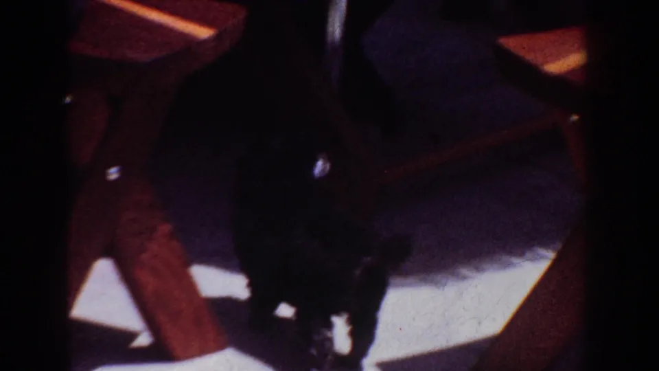 A small black dog stands in shadow beneath wooden patio furniture, with strong sunlight and concrete paving visible around it.