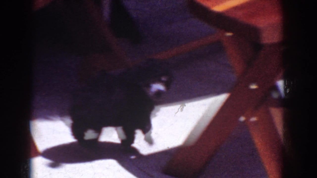 Small dark poodle with light markings explores beneath a wooden picnic table in 1962 Yorba Linda home-movie footage.