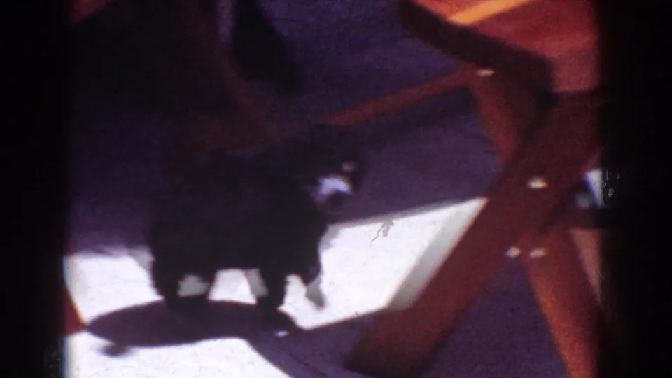 Small dark poodle with light markings explores beneath a wooden picnic table in 1962 Yorba Linda home-movie footage.