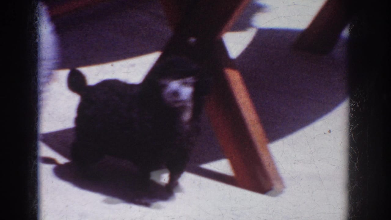 Poodle crouched near crossed wooden table supports in sunlight.
