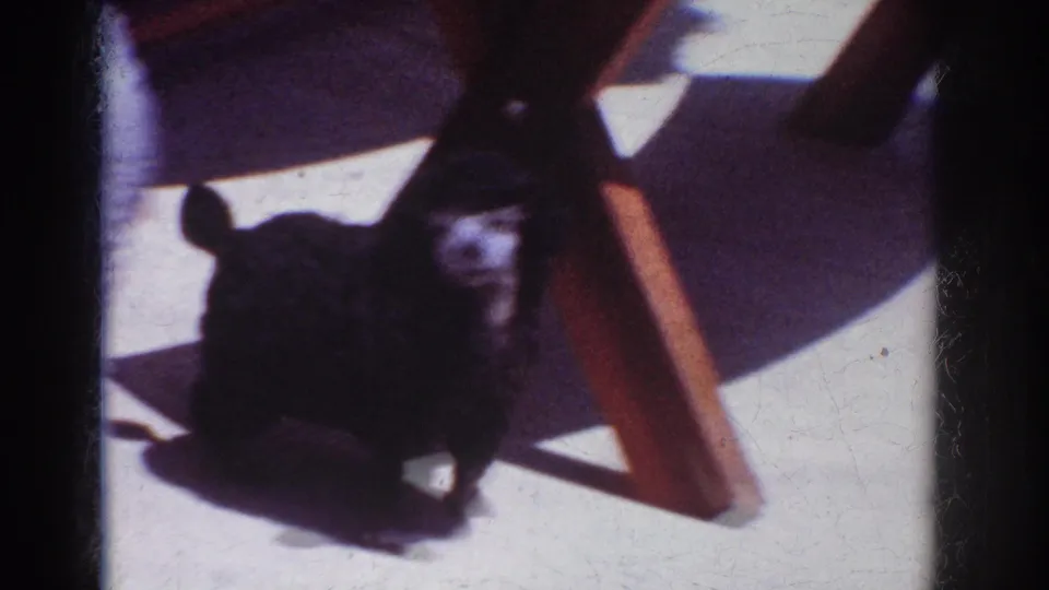 The poodle pauses near the angled supports of a wooden picnic table, with strong sun and 8mm color fading visible.