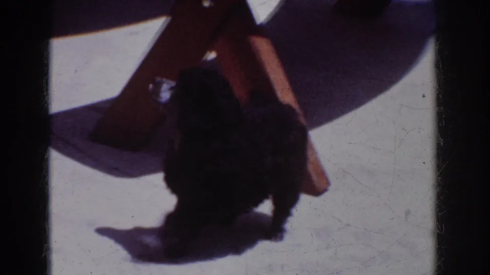 Viewed from above, the small poodle stands under the picnic table, partly obscured by shadows and table legs.