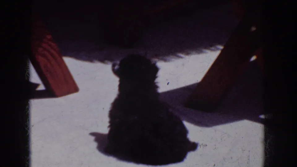 Black puppy seated in deep shadow beside wooden patio furniture in Yorba Linda, California footage.