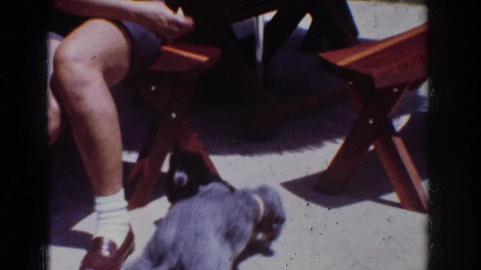 A gray poodle-type dog passes through the foreground as the black dog remains near the seated woman and chair.