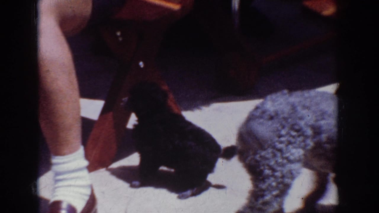 Yorba Linda 1962 home-movie frame showing a small black poodle beside an adult leg, white sock, wooden furniture, and strong sunlight.