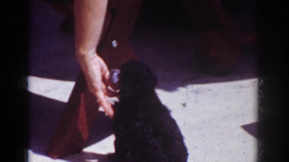 Yorba Linda 1962 home-movie frame showing an adult hand stroking a small black poodle near wooden furniture and a bright floor.