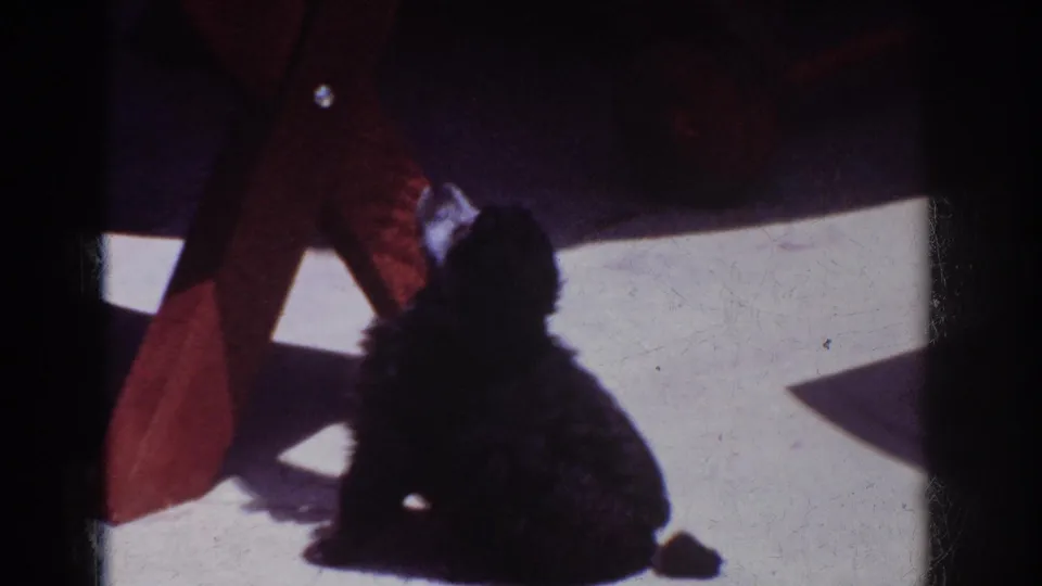 Yorba Linda 1962 frame showing a small black poodle seated beside wooden furniture, with pale flooring and strong sunlight-shadow contrast.