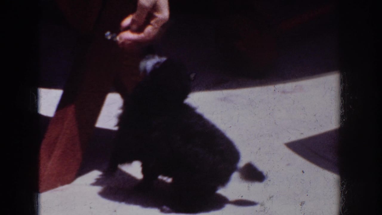 1962 Yorba Linda home-movie frame showing a black poodle under a person's hand as a treat is offered outdoors.